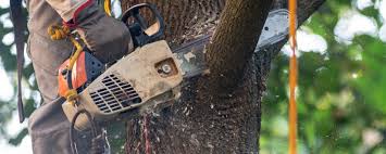 Best Fruit Tree Pruning  in Mountain House, CA