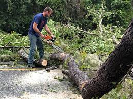Tree and Shrub Care in Mountain House, CA