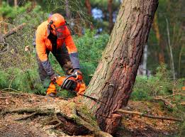 Best Tree and Shrub Care  in Mountain House, CA