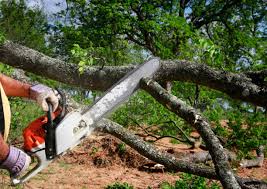 Best Hazardous Tree Removal  in Mountain House, CA