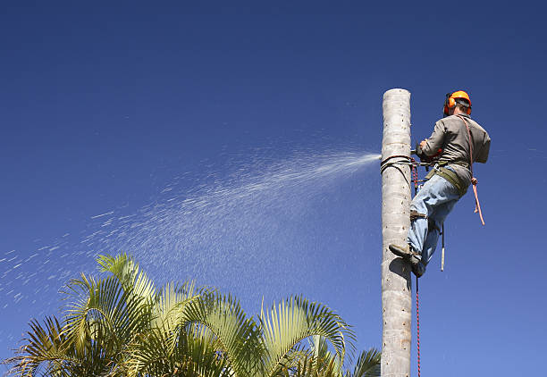 Reliable Mountain House, CA Tree Care Solutions
