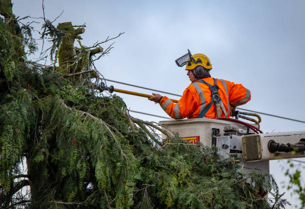 Best Firewood Processing and Delivery  in Mountain House, CA