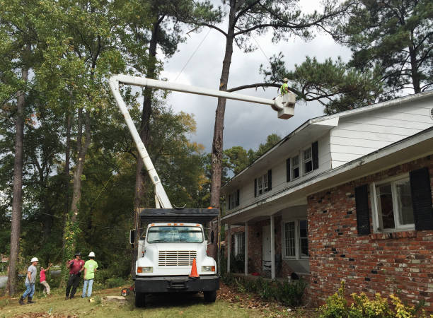 Best Storm Damage Tree Cleanup  in Mountain House, CA