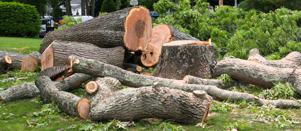 How Our Tree Care Process Works  in  Mountain House, CA
