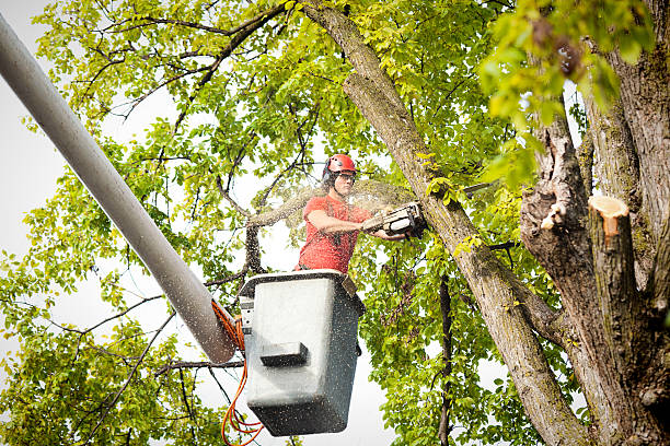 Best Stump Grinding and Removal  in Mountain House, CA