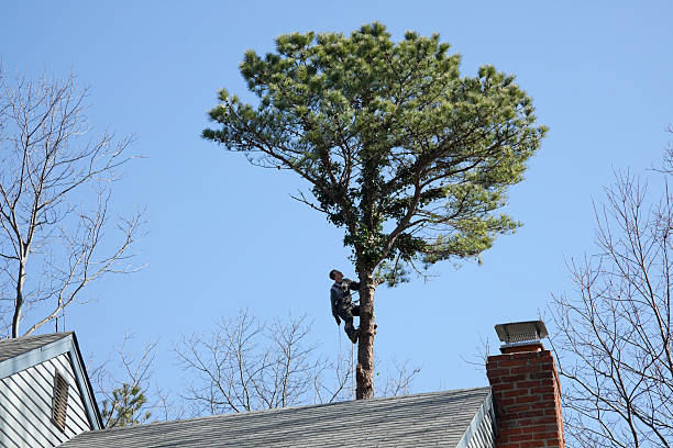 Best Tree Mulching  in Mountain House, CA
