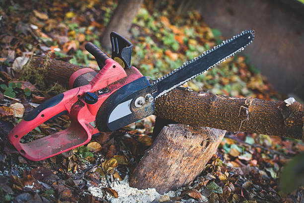 Best Tree Maintenance Programs  in Mountain House, CA
